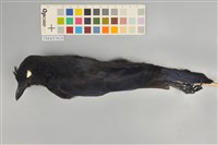 藏品(臺灣紫嘯鶇)的圖片